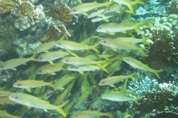 Gelbflossenbarbe (Mulloidichthys vanicolensis)